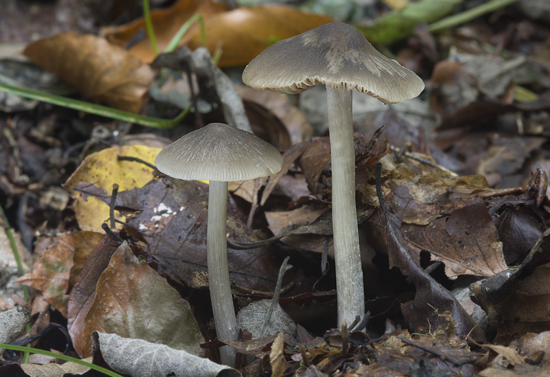 Pluteus cinereofuscus